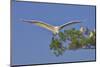 Great Egret in Flight-Gary Carter-Mounted Photographic Print