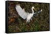 Great egret landing at nest site. Venice rookery, Venice, Florida-Adam Jones-Framed Stretched Canvas