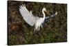 Great egret landing at nest site. Venice rookery, Venice, Florida-Adam Jones-Stretched Canvas