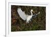 Great egret landing at nest site. Venice rookery, Venice, Florida-Adam Jones-Framed Photographic Print