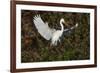 Great egret landing at nest site. Venice rookery, Venice, Florida-Adam Jones-Framed Photographic Print