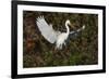 Great egret landing at nest site. Venice rookery, Venice, Florida-Adam Jones-Framed Photographic Print