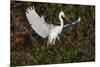Great egret landing at nest site. Venice rookery, Venice, Florida-Adam Jones-Mounted Photographic Print