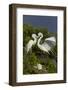 Great Egret landing at nest-Larry Ditto-Framed Photographic Print