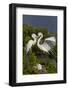 Great Egret landing at nest-Larry Ditto-Framed Photographic Print