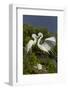 Great Egret landing at nest-Larry Ditto-Framed Photographic Print