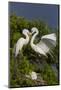 Great Egret landing at nest-Larry Ditto-Mounted Photographic Print
