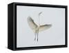 Great Egret Leaping-Arthur Morris-Framed Stretched Canvas