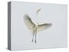 Great Egret Leaping-Arthur Morris-Stretched Canvas