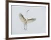 Great Egret Leaping-Arthur Morris-Framed Photographic Print