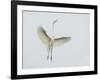 Great Egret Leaping-Arthur Morris-Framed Photographic Print