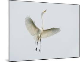 Great Egret Leaping-Arthur Morris-Mounted Photographic Print