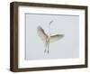 Great Egret Leaping-Arthur Morris-Framed Photographic Print