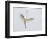 Great Egret Leaping-Arthur Morris-Framed Photographic Print