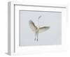 Great Egret Leaping-Arthur Morris-Framed Photographic Print