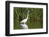 Great Egret, Leonabelle Turnbull Center, Port Aransas, Texas, Usa-Richard ans Susan Day-Framed Photographic Print