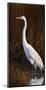 Great Egret Marsh-Richard Clifton-Mounted Art Print