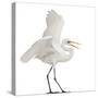 Great Egret or Great White Egret or Common Egret, Ardea Alba, Standing in Front of White Background-Life on White-Stretched Canvas