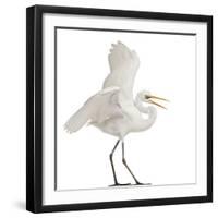 Great Egret or Great White Egret or Common Egret, Ardea Alba, Standing in Front of White Background-Life on White-Framed Premium Photographic Print