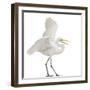 Great Egret or Great White Egret or Common Egret, Ardea Alba, Standing in Front of White Background-Life on White-Framed Photographic Print