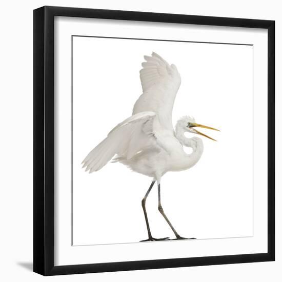 Great Egret or Great White Egret or Common Egret, Ardea Alba, Standing in Front of White Background-Life on White-Framed Photographic Print