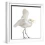 Great Egret or Great White Egret or Common Egret, Ardea Alba, Standing in Front of White Background-Life on White-Framed Photographic Print