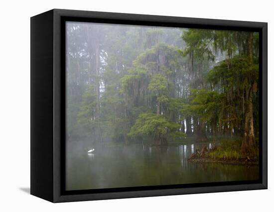 Great Egret Reflected in Foggy Cypress Swamp, Lake Martin, Louisiana, USA-Arthur Morris-Framed Stretched Canvas