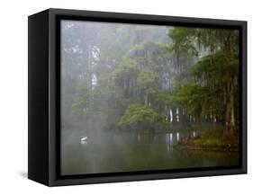 Great Egret Reflected in Foggy Cypress Swamp, Lake Martin, Louisiana, USA-Arthur Morris-Framed Stretched Canvas