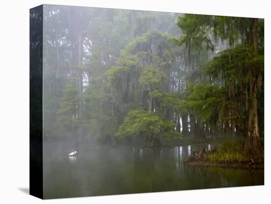 Great Egret Reflected in Foggy Cypress Swamp, Lake Martin, Louisiana, USA-Arthur Morris-Stretched Canvas