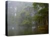 Great Egret Reflected in Foggy Cypress Swamp, Lake Martin, Louisiana, USA-Arthur Morris-Stretched Canvas