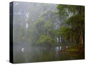 Great Egret Reflected in Foggy Cypress Swamp, Lake Martin, Louisiana, USA-Arthur Morris-Stretched Canvas