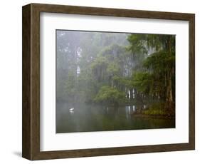 Great Egret Reflected in Foggy Cypress Swamp, Lake Martin, Louisiana, USA-Arthur Morris-Framed Premium Photographic Print