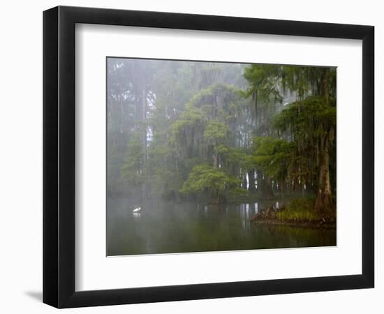 Great Egret Reflected in Foggy Cypress Swamp, Lake Martin, Louisiana, USA-Arthur Morris-Framed Premium Photographic Print