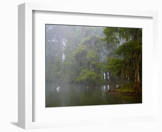 Great Egret Reflected in Foggy Cypress Swamp, Lake Martin, Louisiana, USA-Arthur Morris-Framed Premium Photographic Print