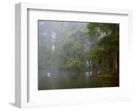 Great Egret Reflected in Foggy Cypress Swamp, Lake Martin, Louisiana, USA-Arthur Morris-Framed Premium Photographic Print