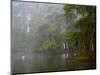 Great Egret Reflected in Foggy Cypress Swamp, Lake Martin, Louisiana, USA-Arthur Morris-Mounted Premium Photographic Print