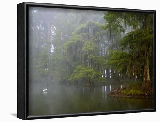 Great Egret Reflected in Foggy Cypress Swamp, Lake Martin, Louisiana, USA-Arthur Morris-Framed Photographic Print