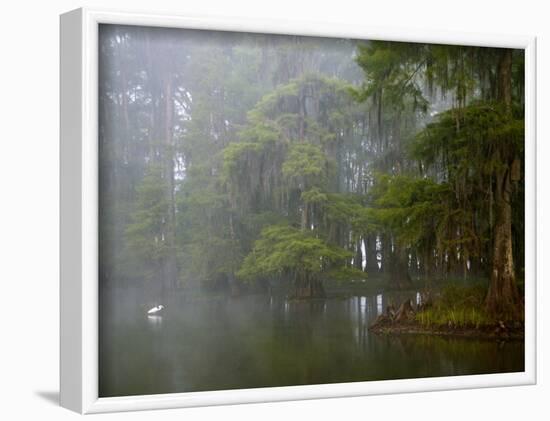 Great Egret Reflected in Foggy Cypress Swamp, Lake Martin, Louisiana, USA-Arthur Morris-Framed Photographic Print