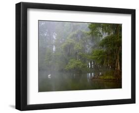 Great Egret Reflected in Foggy Cypress Swamp, Lake Martin, Louisiana, USA-Arthur Morris-Framed Photographic Print