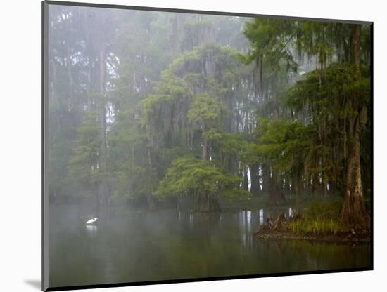 Great Egret Reflected in Foggy Cypress Swamp, Lake Martin, Louisiana, USA-Arthur Morris-Mounted Photographic Print