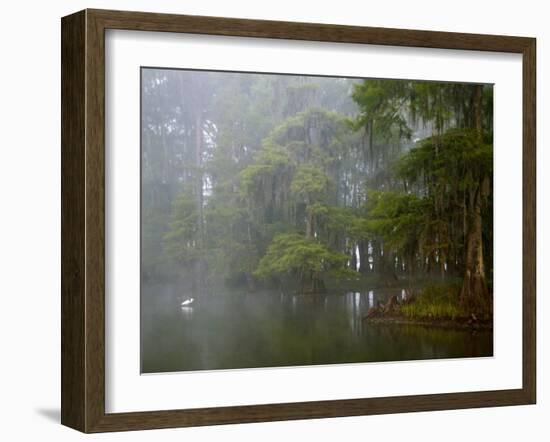 Great Egret Reflected in Foggy Cypress Swamp, Lake Martin, Louisiana, USA-Arthur Morris-Framed Photographic Print