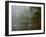 Great Egret Reflected in Foggy Cypress Swamp, Lake Martin, Louisiana, USA-Arthur Morris-Framed Photographic Print