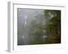 Great Egret Reflected in Foggy Cypress Swamp, Lake Martin, Louisiana, USA-Arthur Morris-Framed Photographic Print