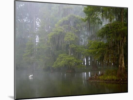Great Egret Reflected in Foggy Cypress Swamp, Lake Martin, Louisiana, USA-Arthur Morris-Mounted Photographic Print
