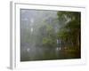 Great Egret Reflected in Foggy Cypress Swamp, Lake Martin, Louisiana, USA-Arthur Morris-Framed Photographic Print