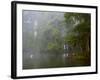 Great Egret Reflected in Foggy Cypress Swamp, Lake Martin, Louisiana, USA-Arthur Morris-Framed Photographic Print