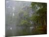 Great Egret Reflected in Foggy Cypress Swamp, Lake Martin, Louisiana, USA-Arthur Morris-Mounted Photographic Print