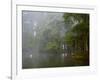 Great Egret Reflected in Foggy Cypress Swamp, Lake Martin, Louisiana, USA-Arthur Morris-Framed Photographic Print