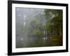 Great Egret Reflected in Foggy Cypress Swamp, Lake Martin, Louisiana, USA-Arthur Morris-Framed Photographic Print