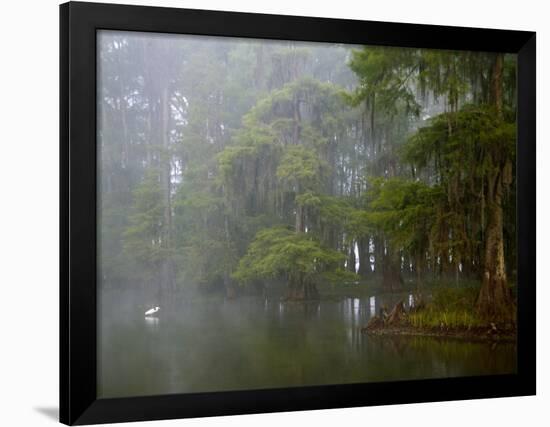 Great Egret Reflected in Foggy Cypress Swamp, Lake Martin, Louisiana, USA-Arthur Morris-Framed Photographic Print